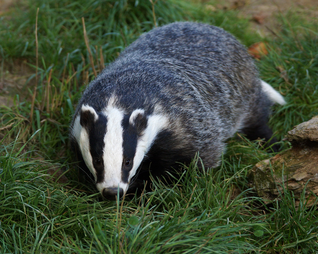 Badger