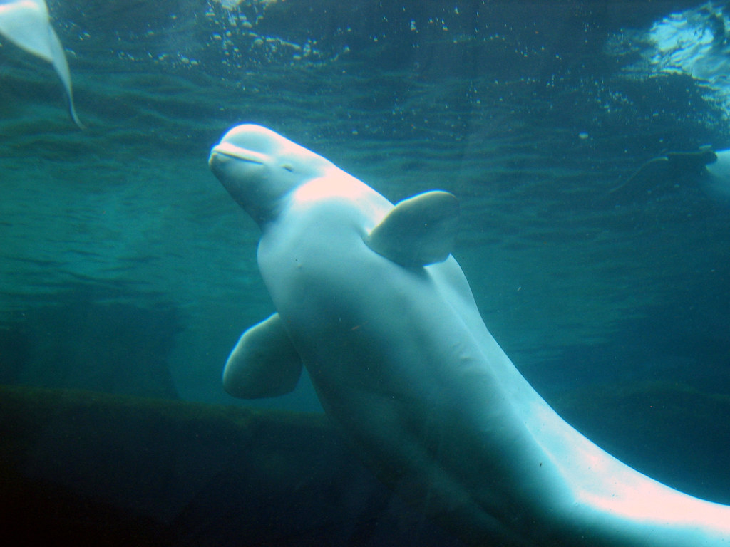 Beluga Whale