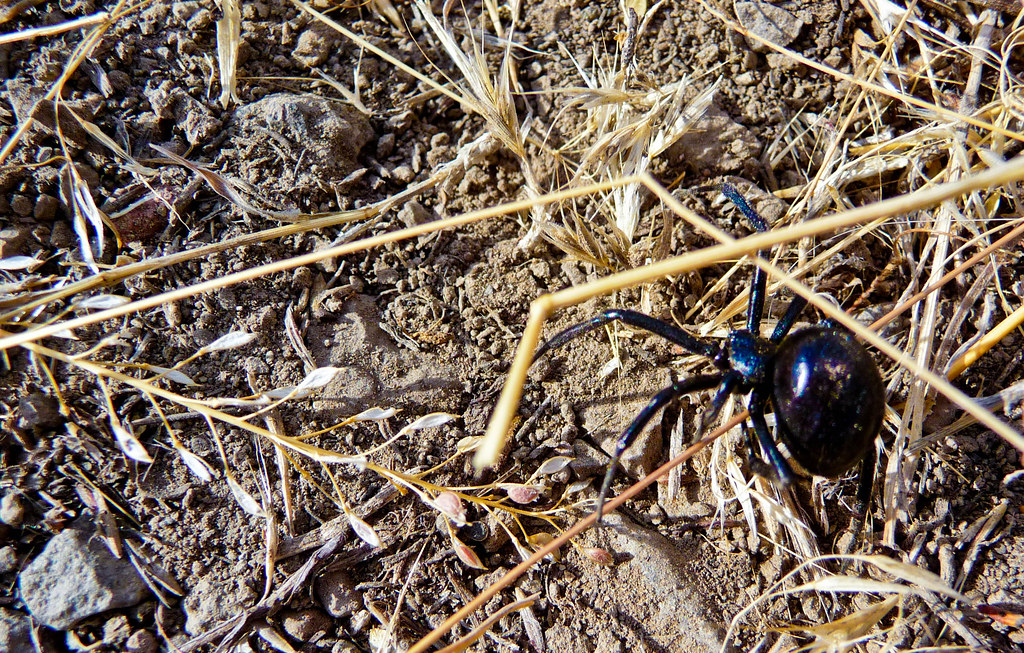 Black Widow Spider
