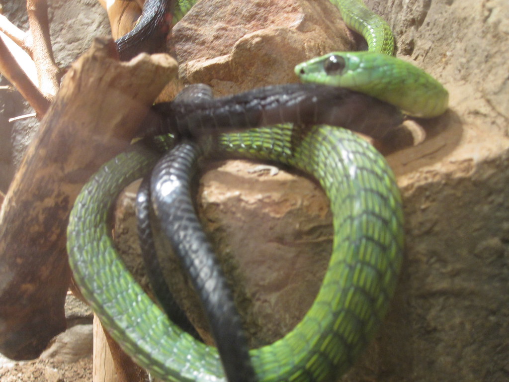 Boomslang