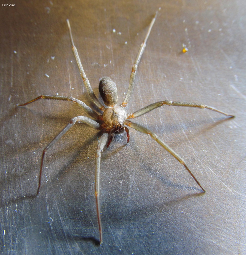 Brown Recluse Spider