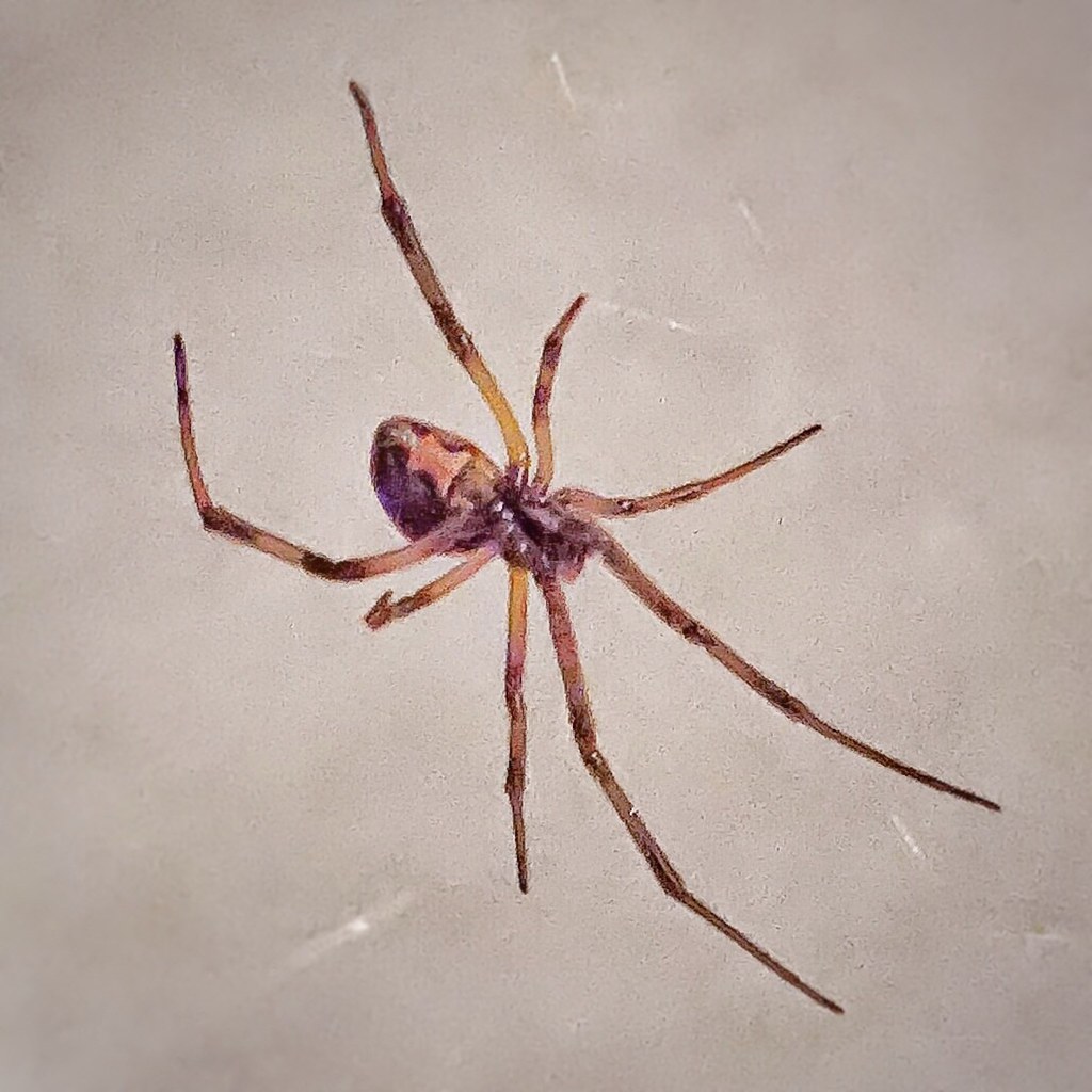 Brown Widow Spider
