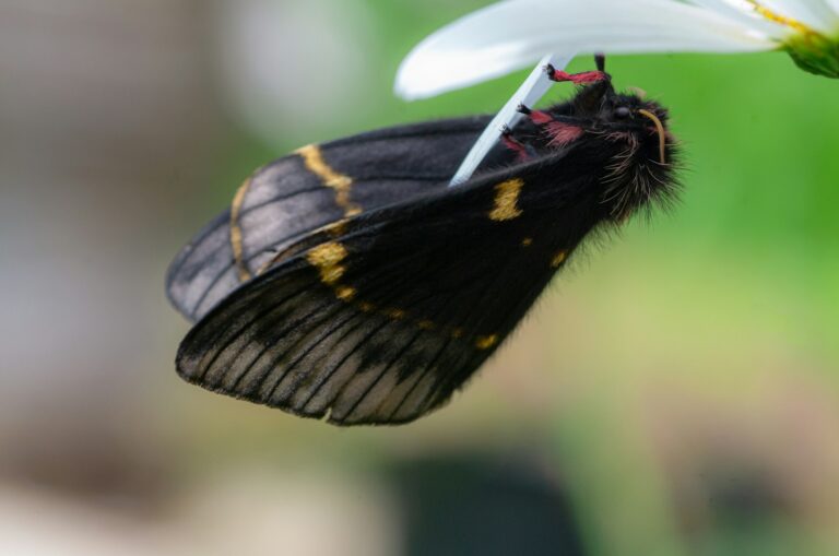 Can Salamanders Eat Moths?