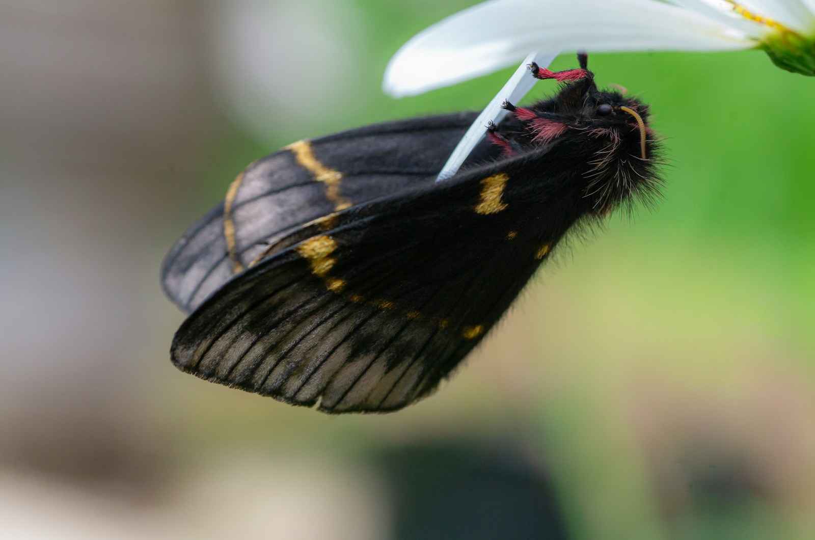 Can Salamanders Eat Moths?