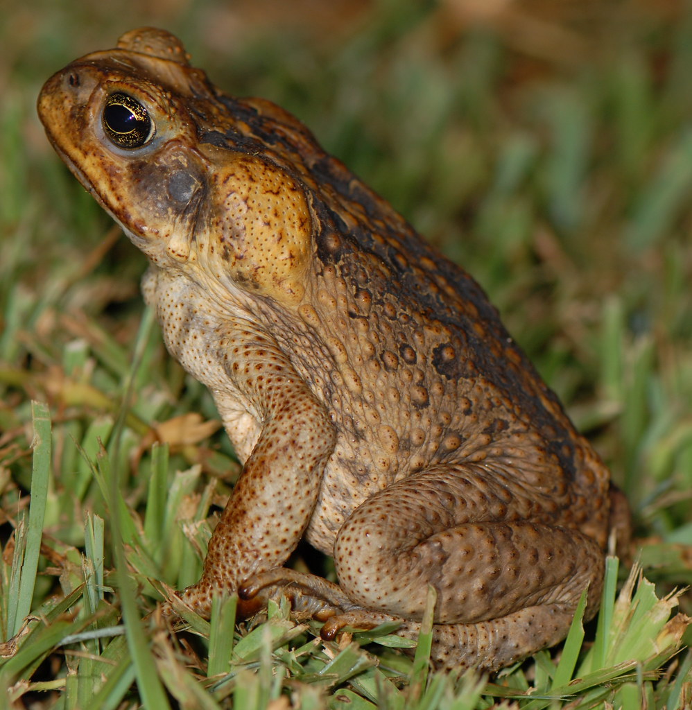 Cane Toad