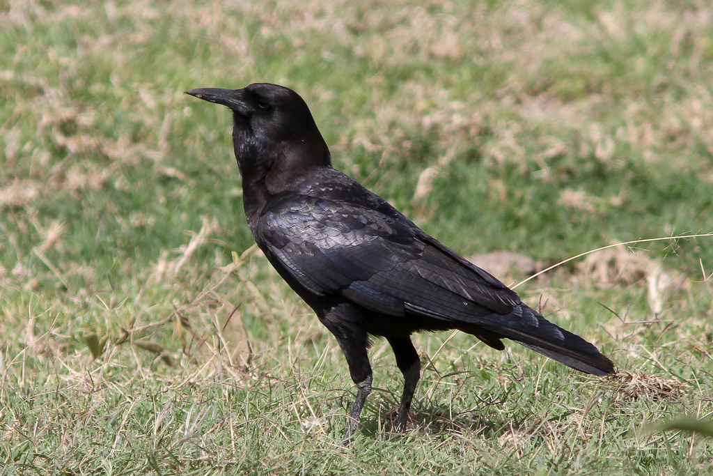 Cape Crow