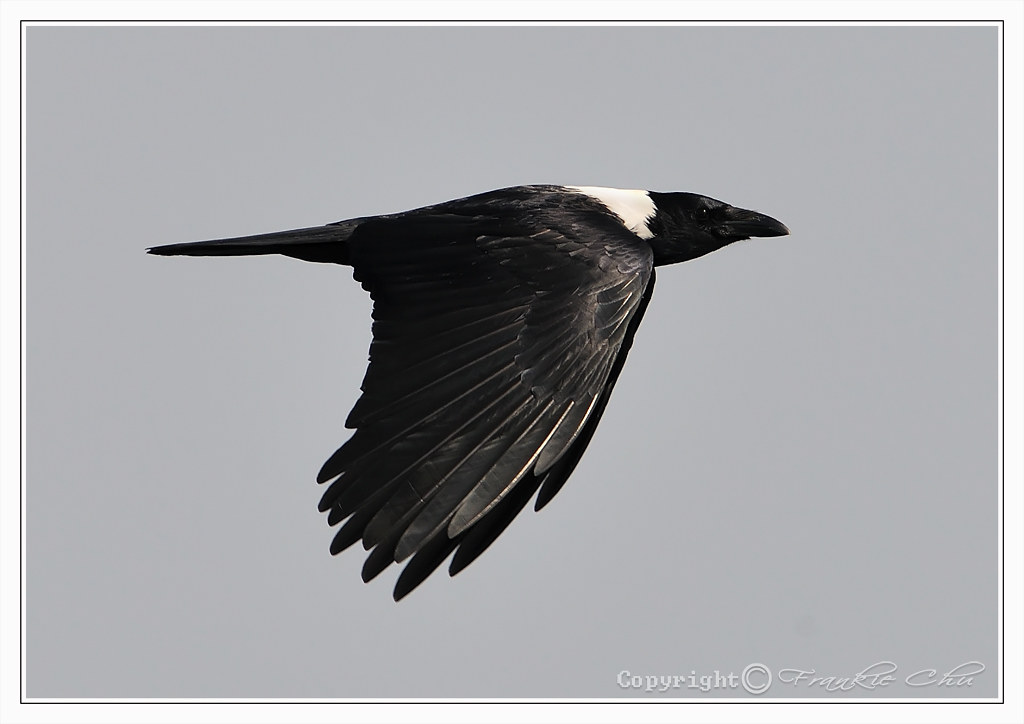 Collared Crow