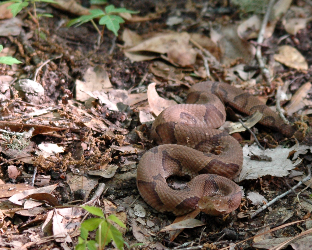 Copperhead
