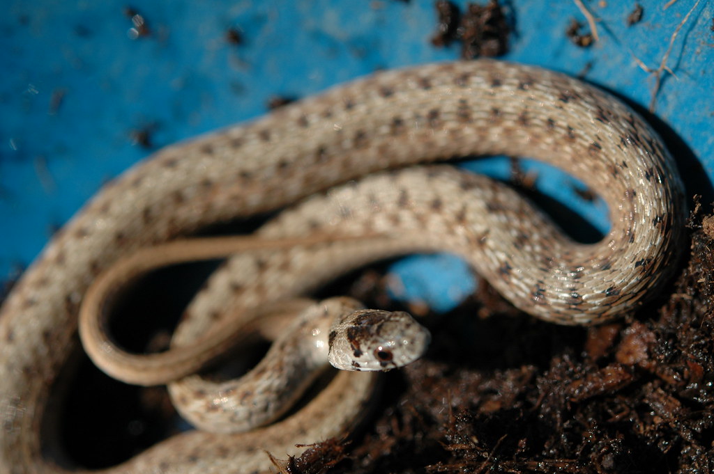 Dekay's Brown Snake