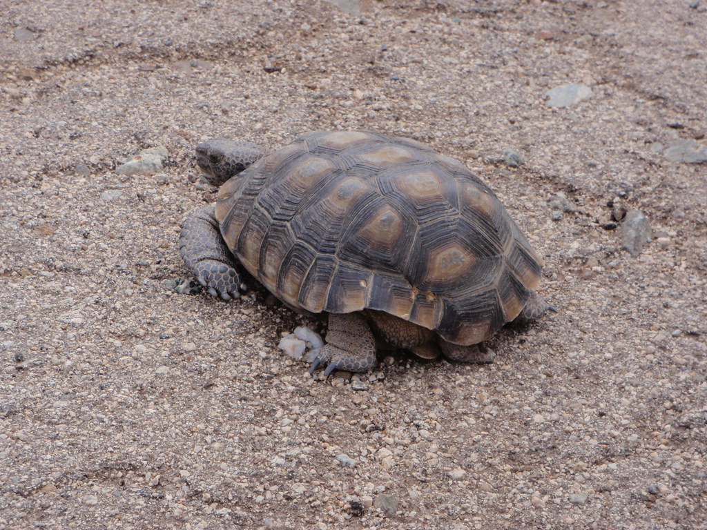 Desert Tortoise