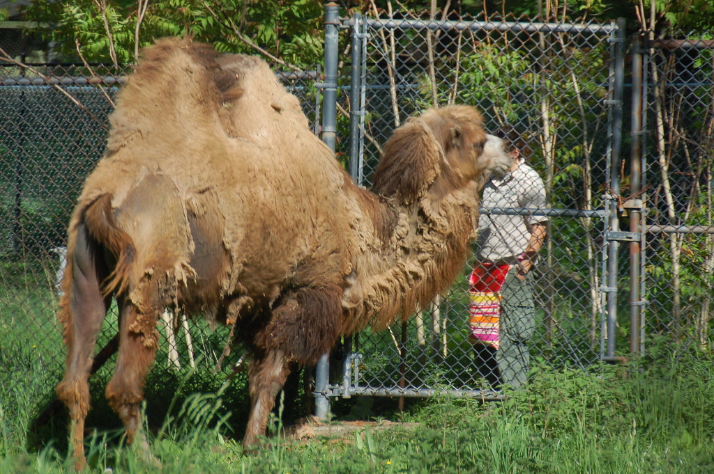 Dromedary Camel