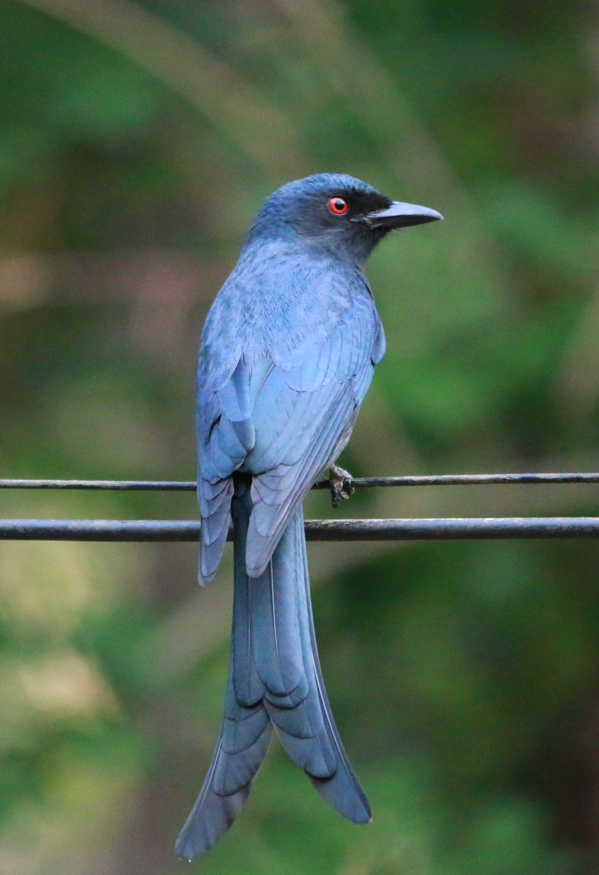 Drongo