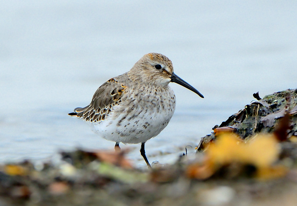 Dunlin