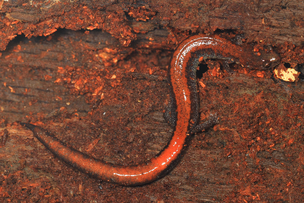 Eastern Red-backed Salamander