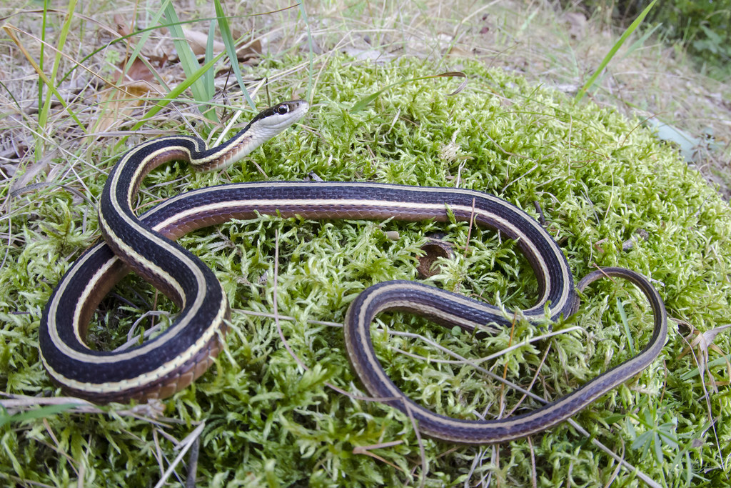 Eastern Ribbon Snake