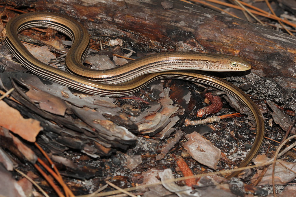 Eastern Slender Glass Lizard