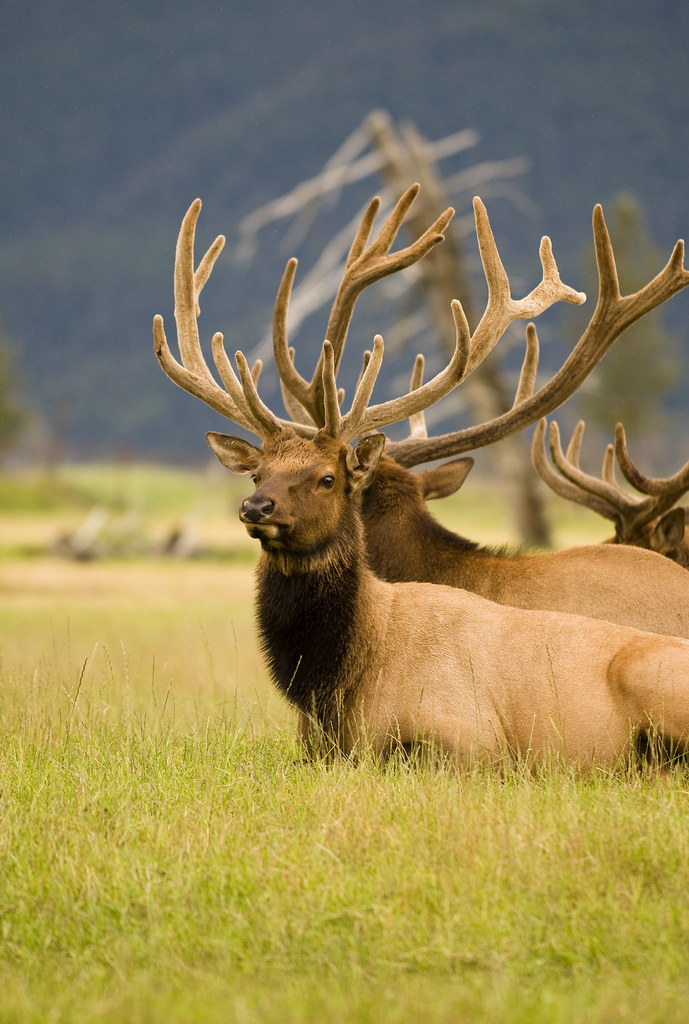 elk