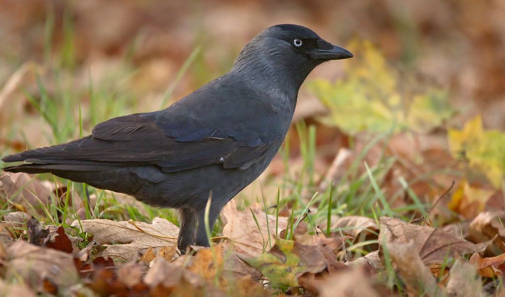 Eurasian Jackdaw