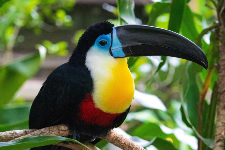 10 Exotic Animals Legal in California: Which Can Be Kept as Pets?