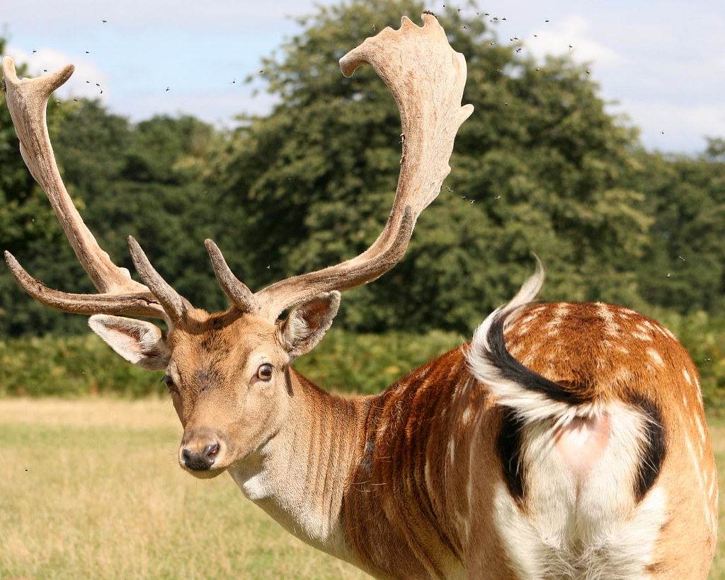 Fallow Deer