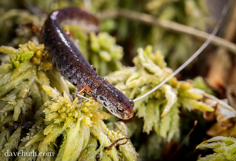 Four-toed Salamander