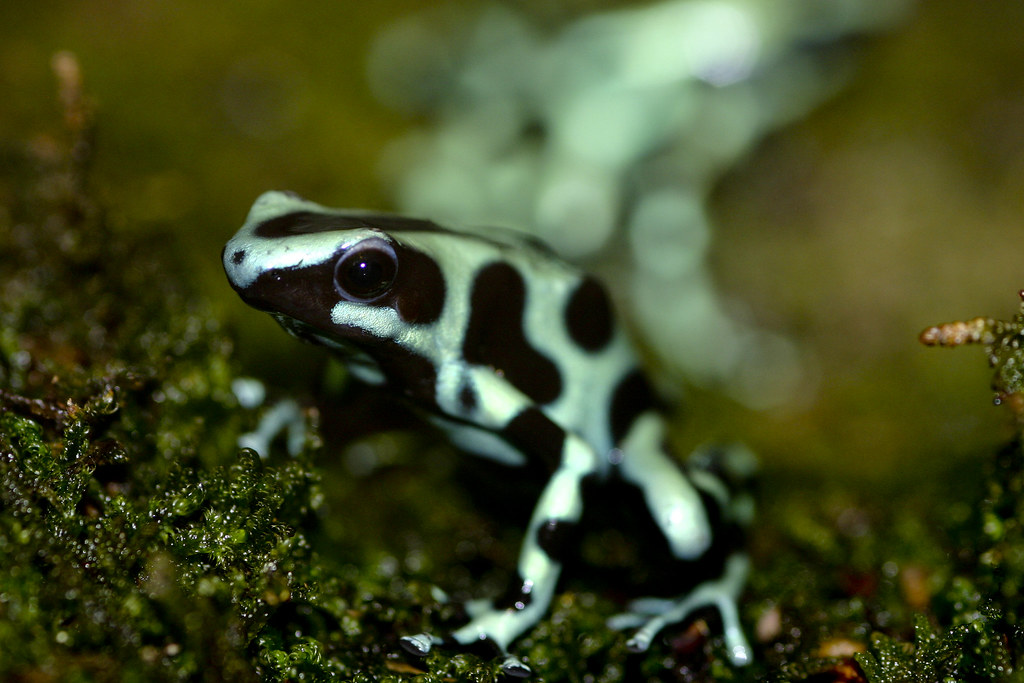 Green Poison Dart Frog