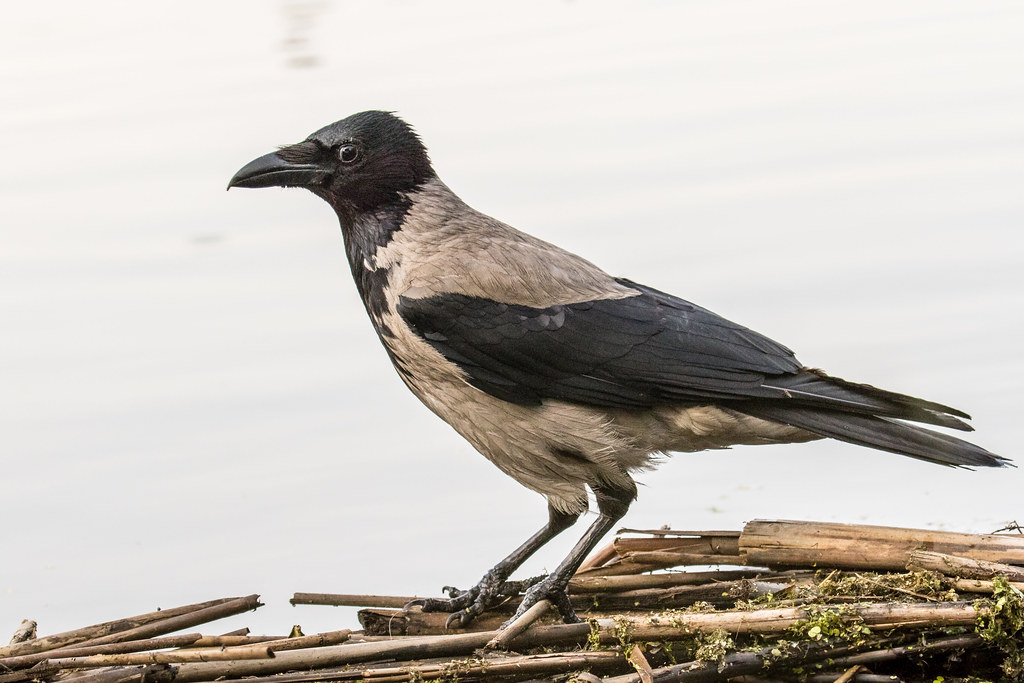 Hooded Crow