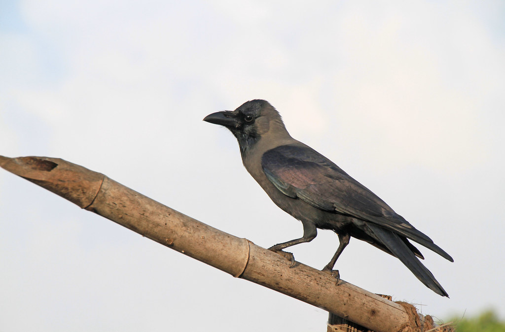House Crow