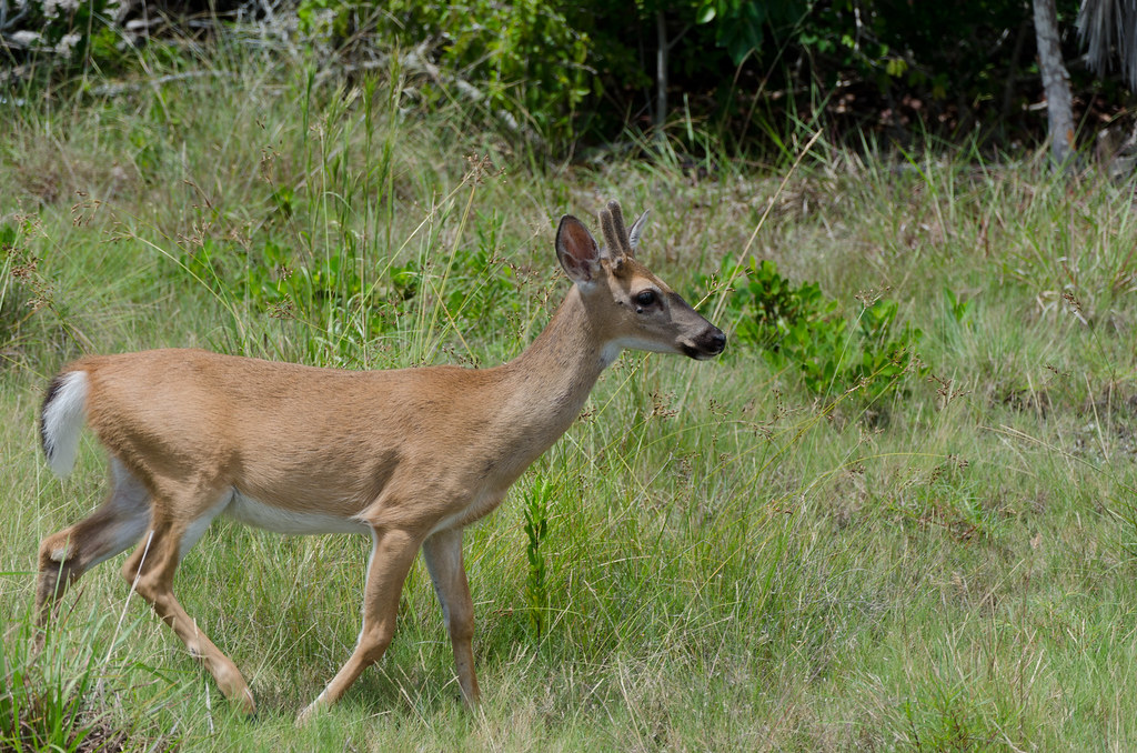 Key Deer