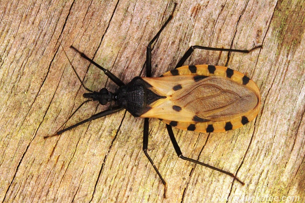 Kissing Bugs