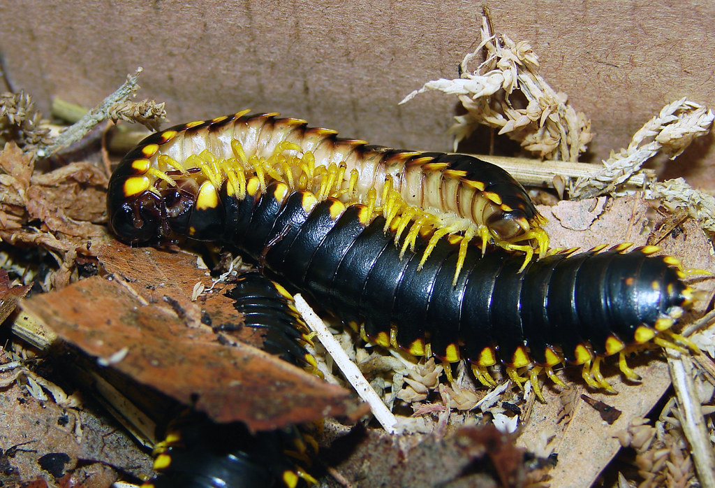 Millipedes
