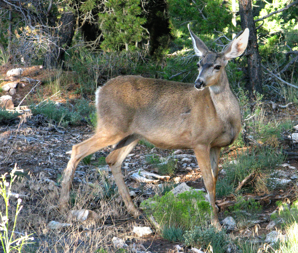 Mule Deer