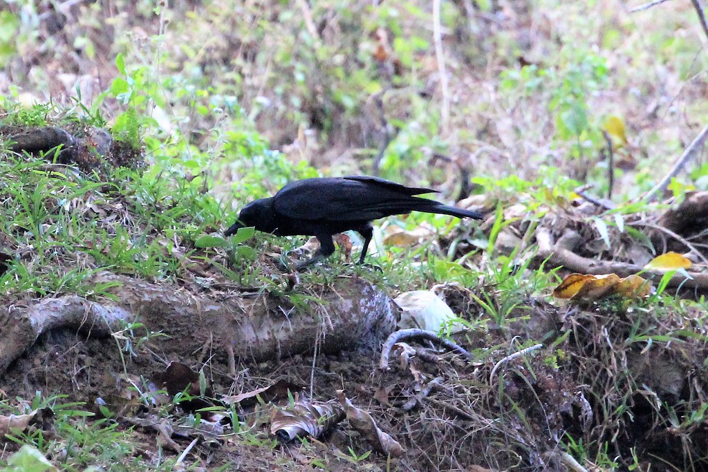 New Caledonian Crow