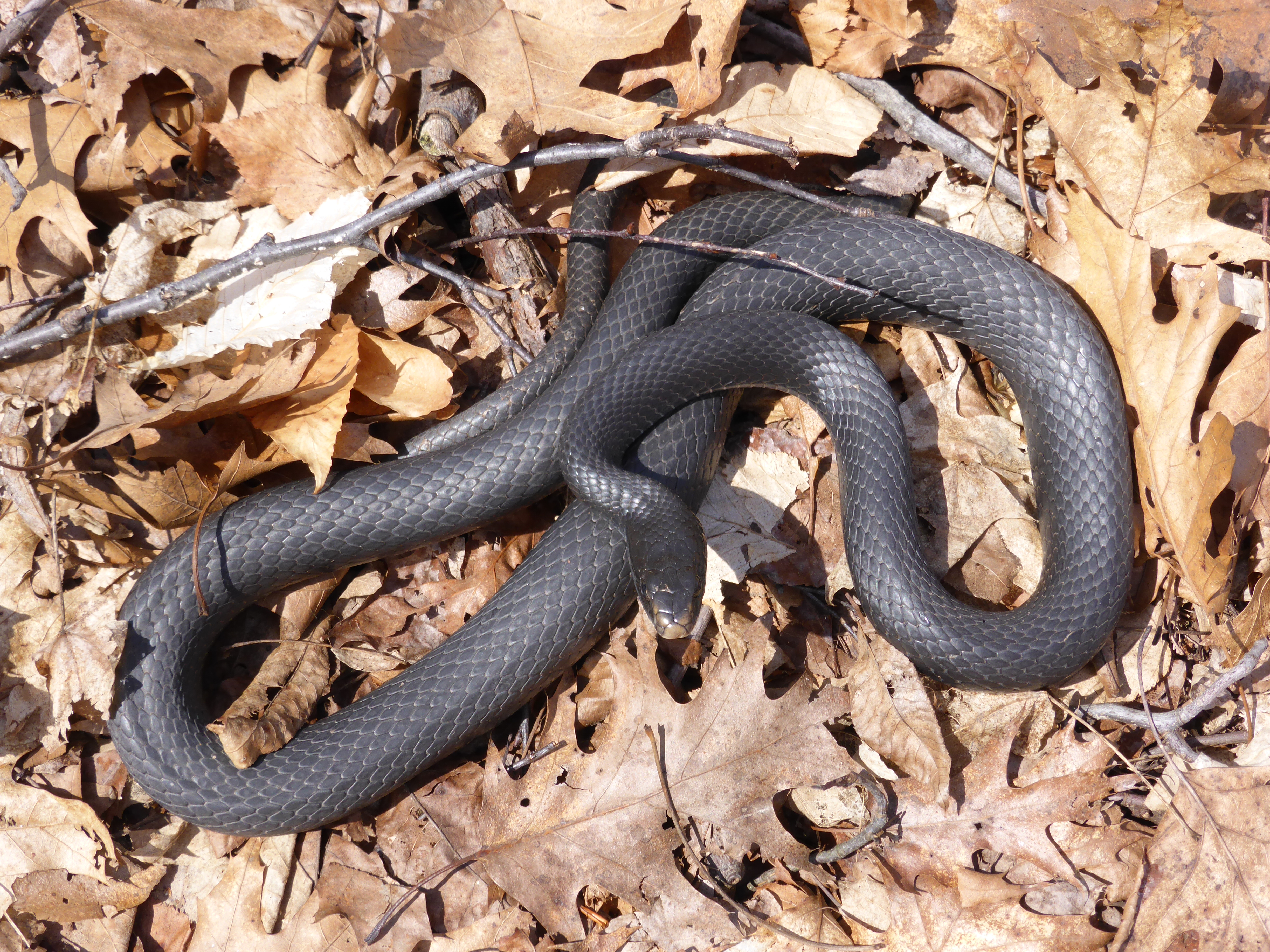 Northern Black Racer