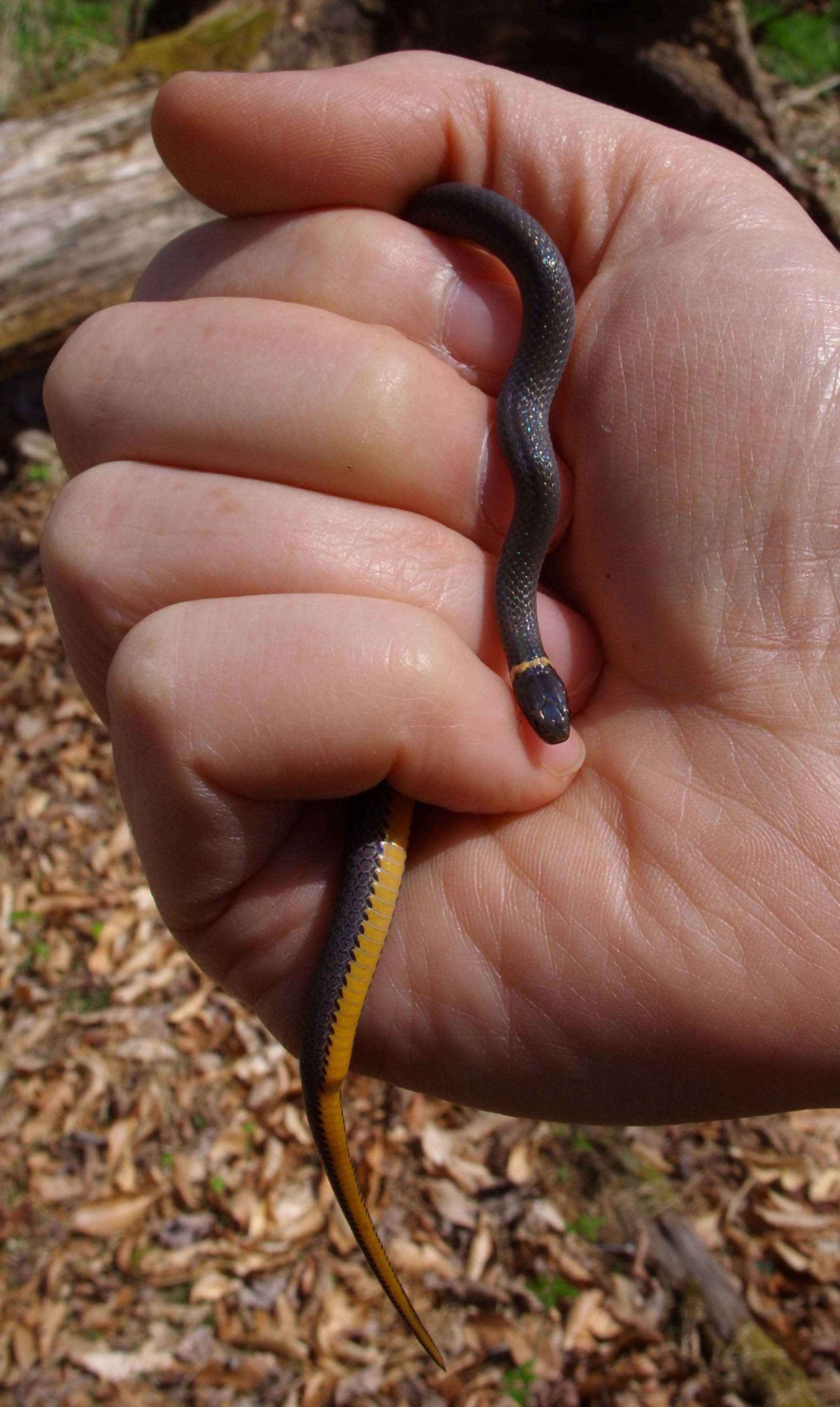Northern Ringneck Snake