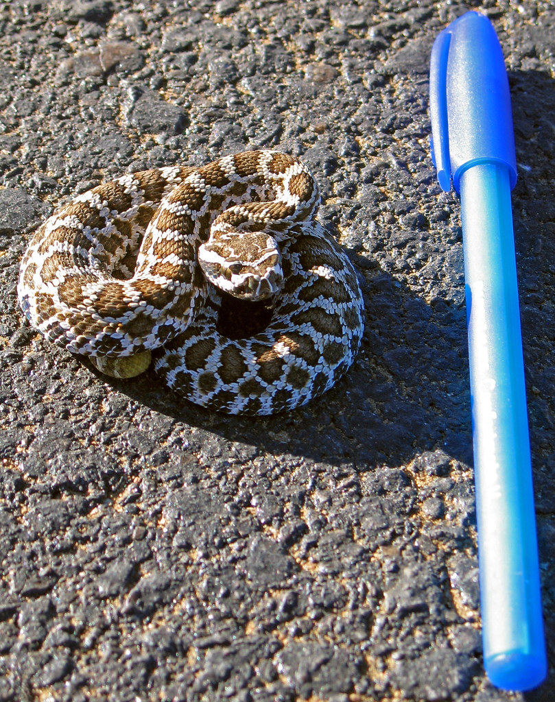 Pacific Rattlesnake