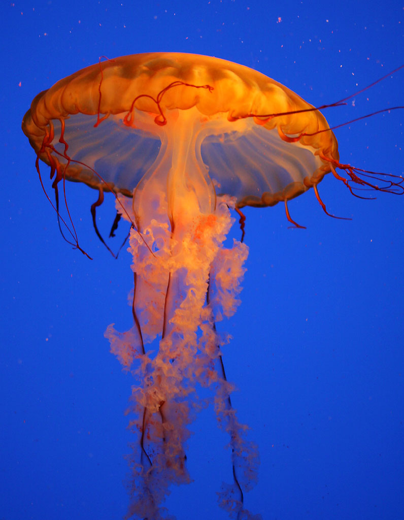 Pacific Sea Nettle