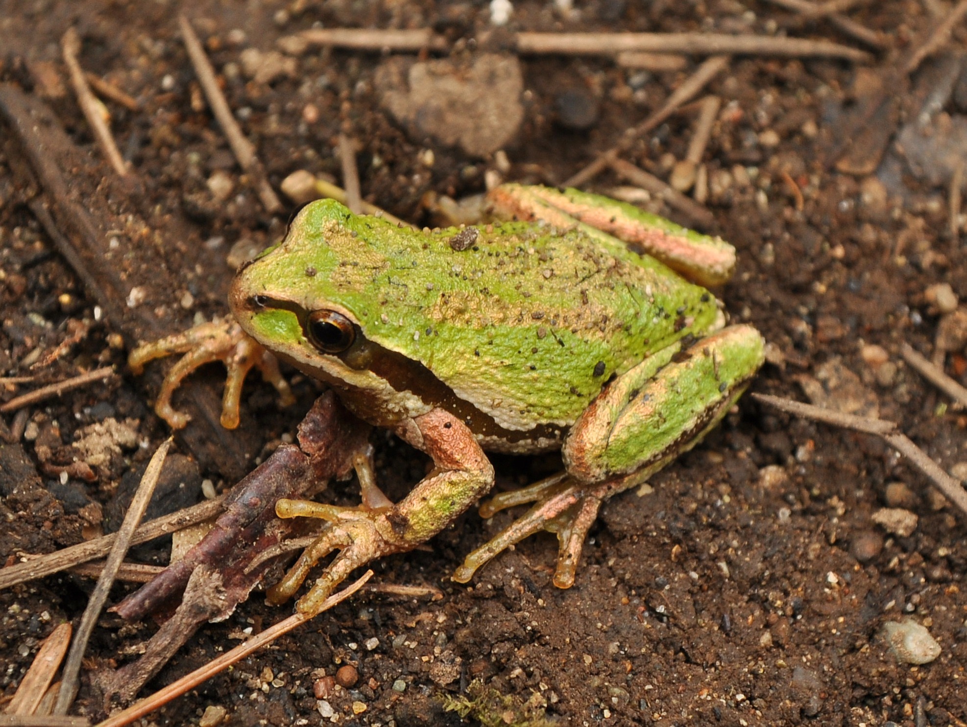 Pacific Tree Frog