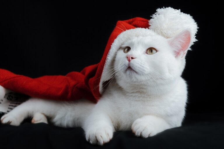 Pet-Friendly Christmas Events in California