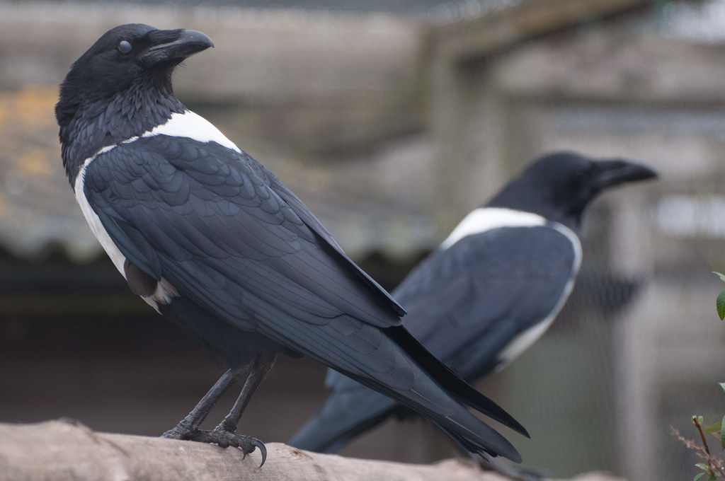 Pied Crow
