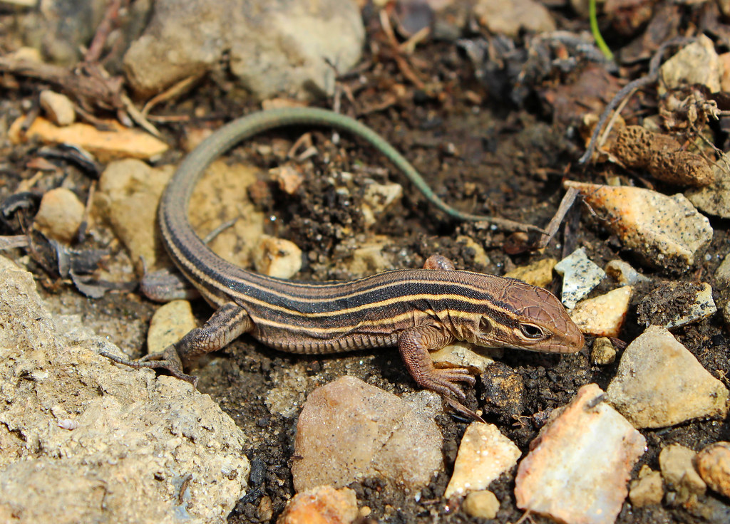 Prairie Racerunner