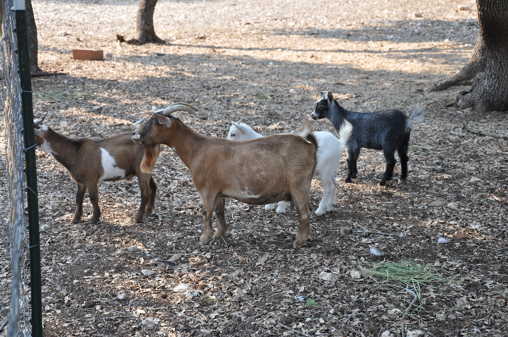 Pygmy Goats