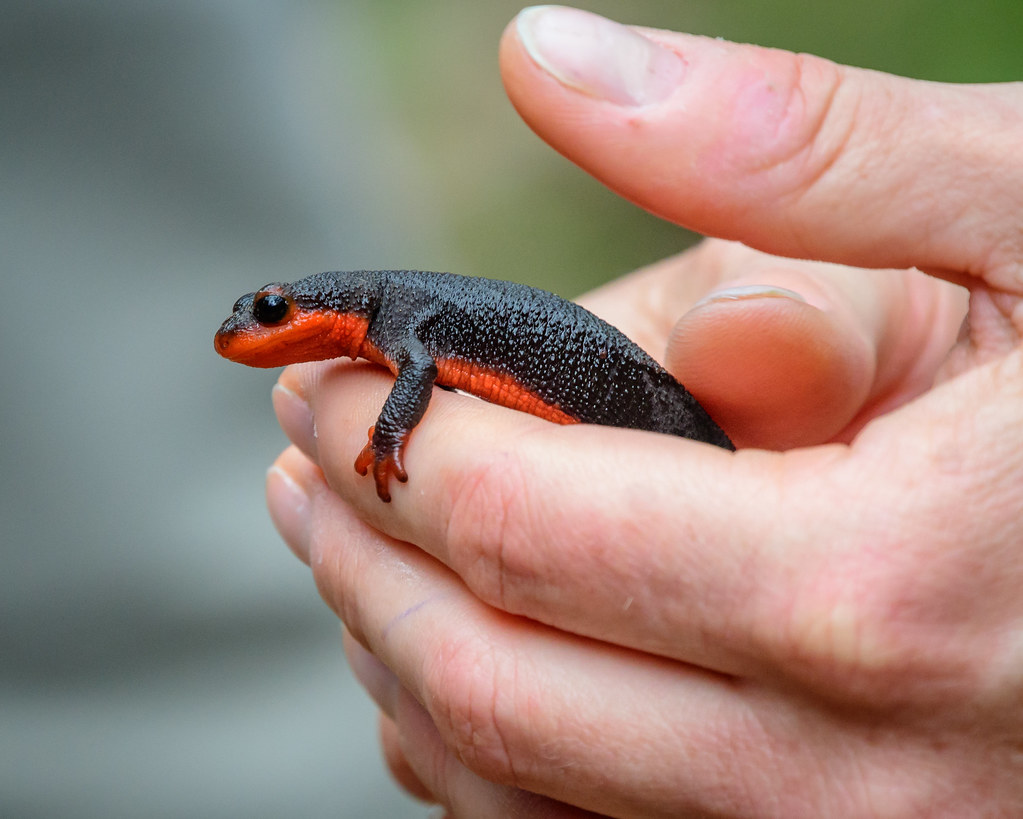 Red-bellied Newt