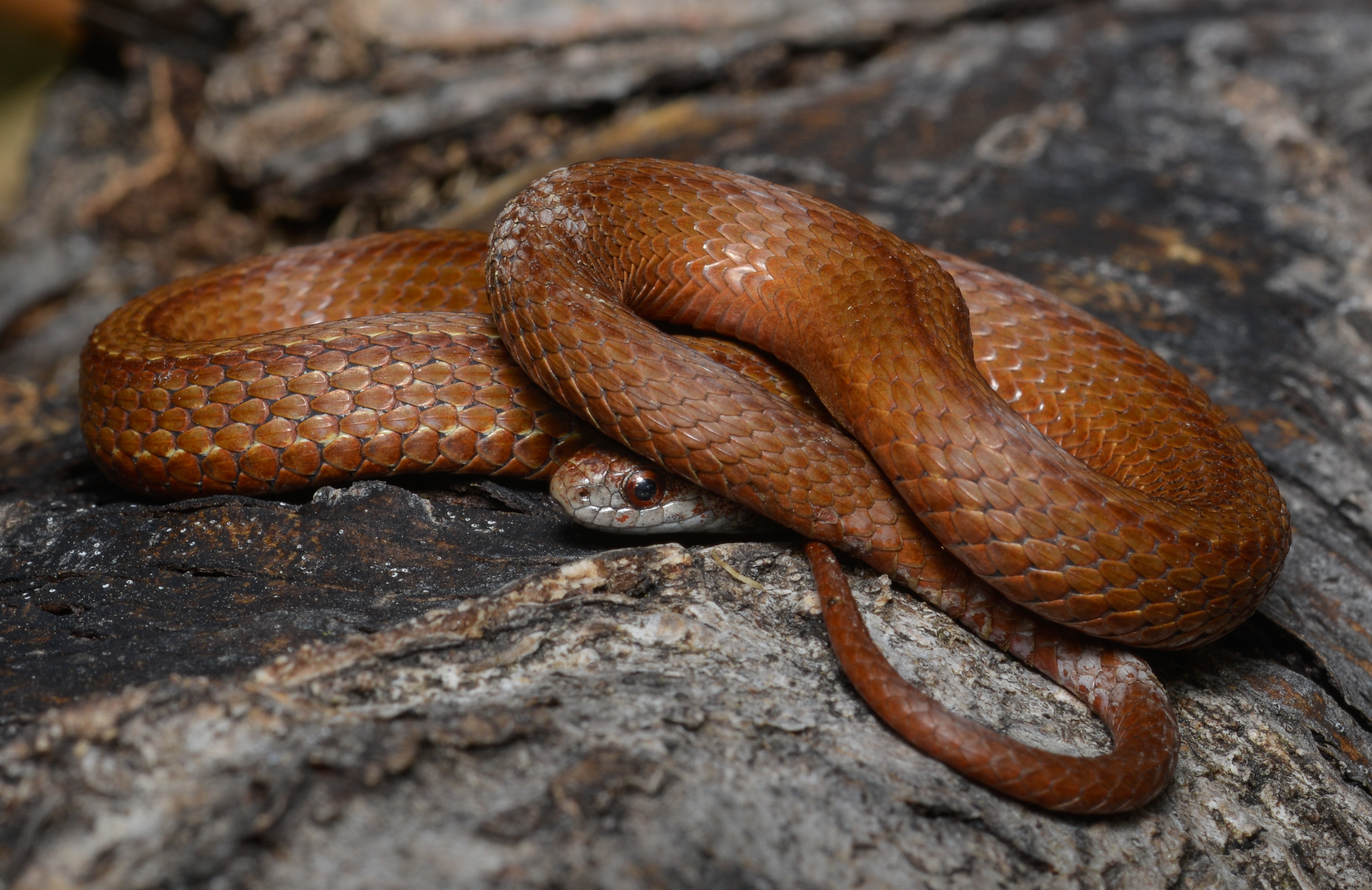 Red-Bellied Snake