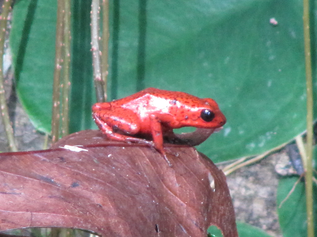 red Poison Dart Frog
