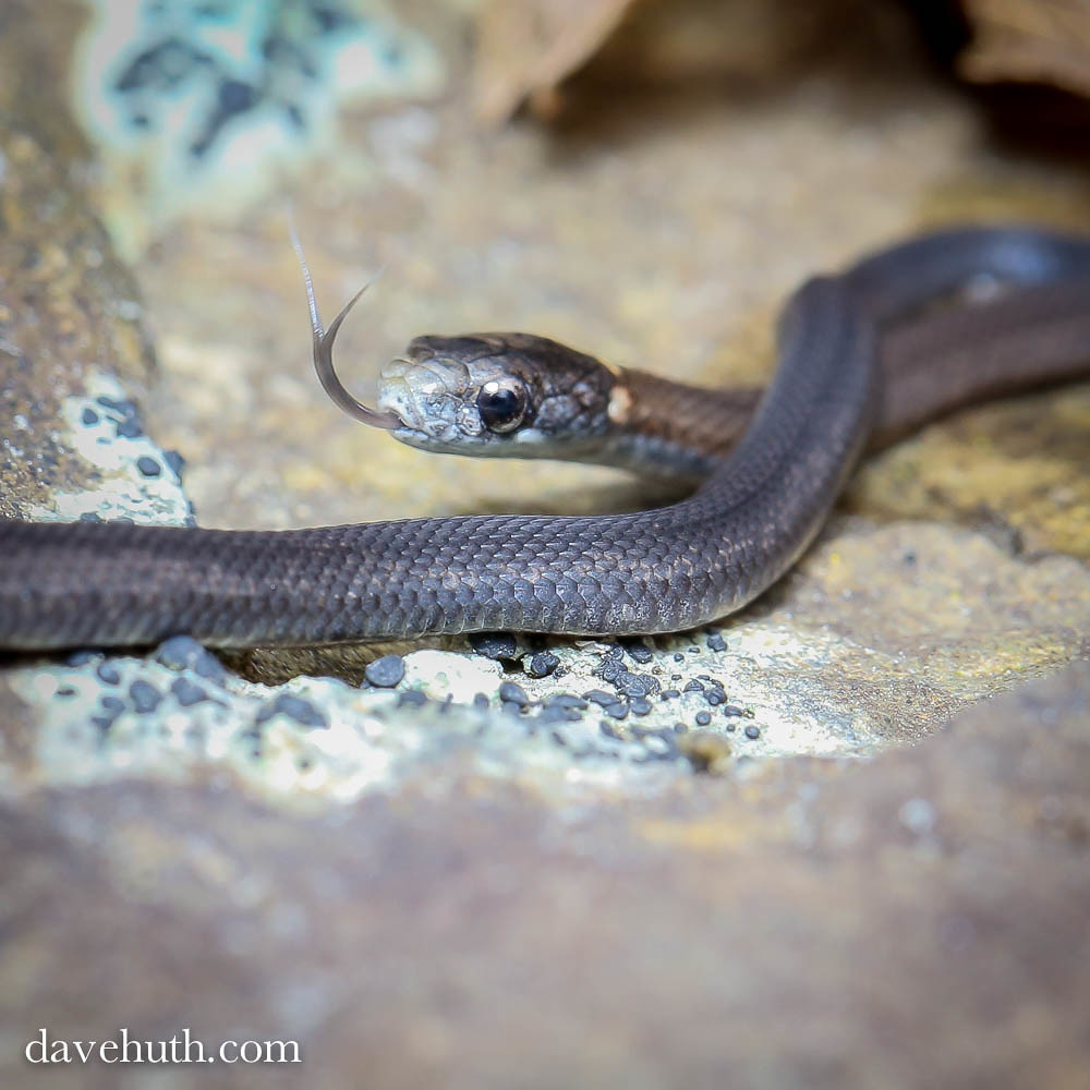 Redbelly Snake