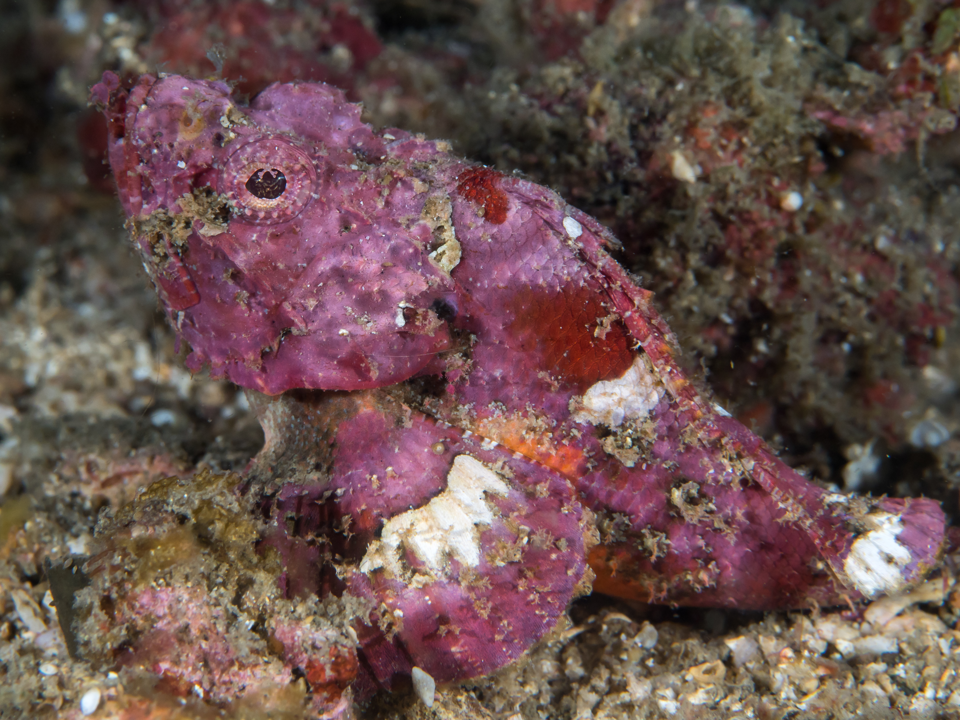 Scorpionfish
