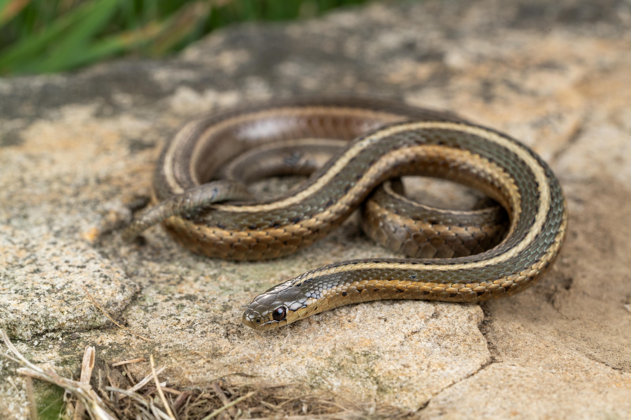 Short-Headed Garter Snake