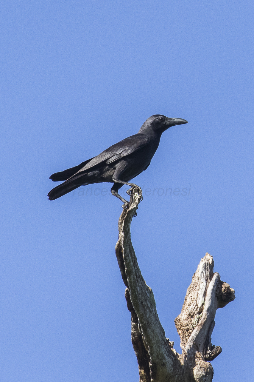 Slender-Billed Crow