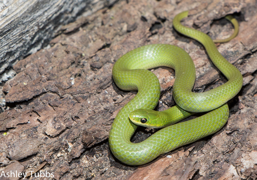 Smooth Green Snake